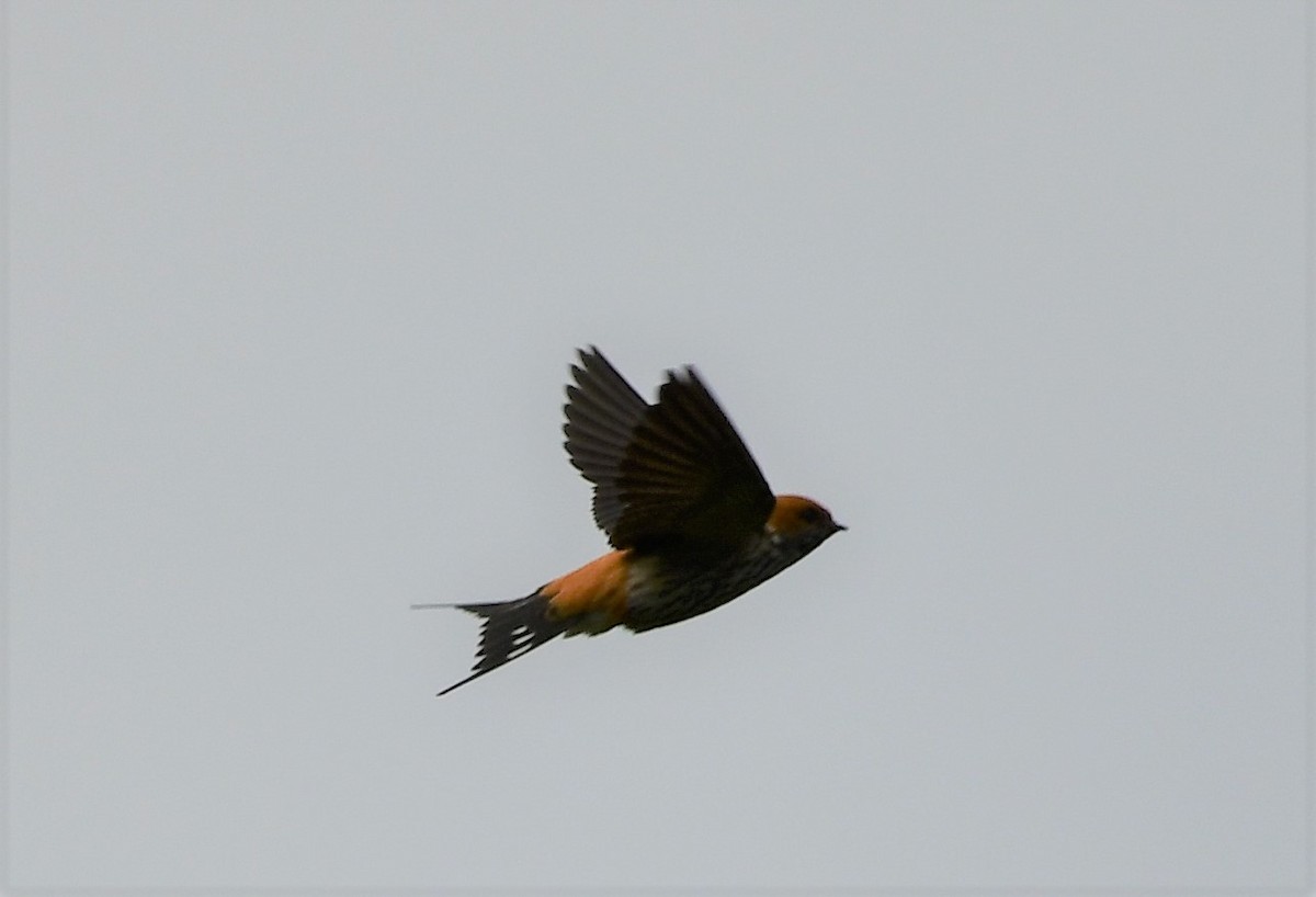 Lesser Striped Swallow - ML501882341