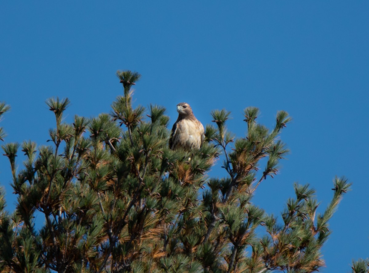 Red-tailed Hawk - ML501883941