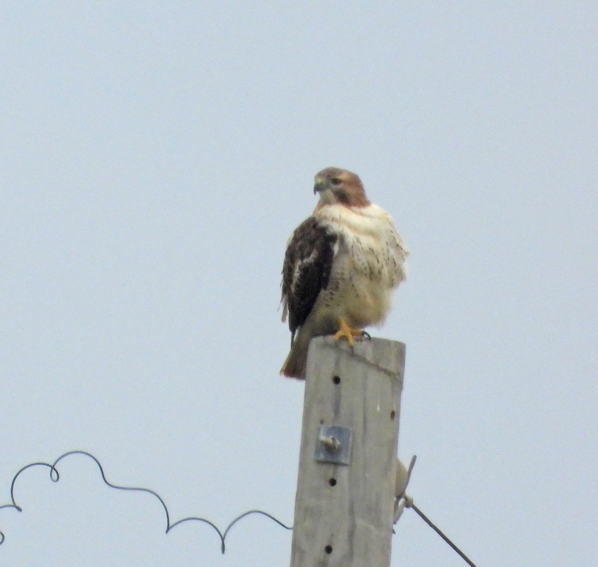 Red-tailed Hawk - Rosemary Seidler