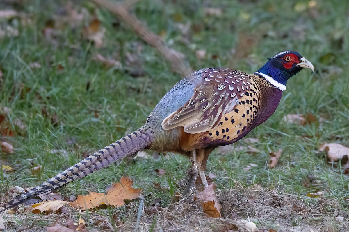 Ring-necked Pheasant - ML501887631