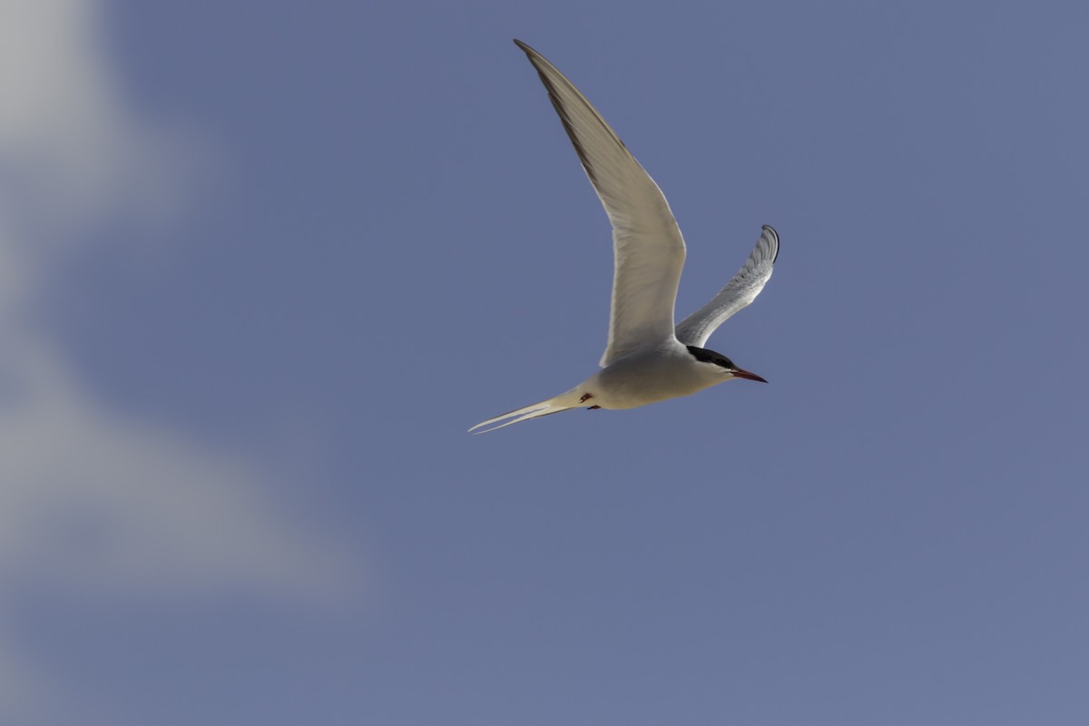 Arctic Tern - ML501891911