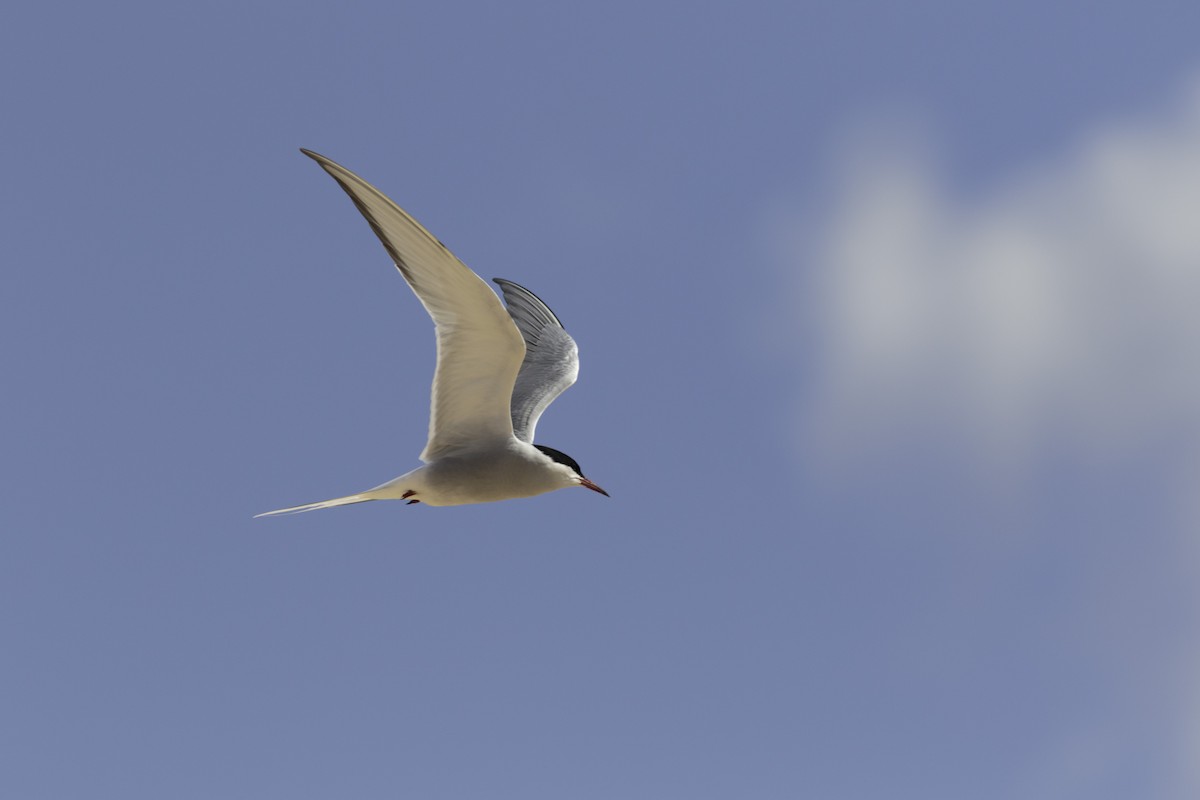 Arctic Tern - ML501891921