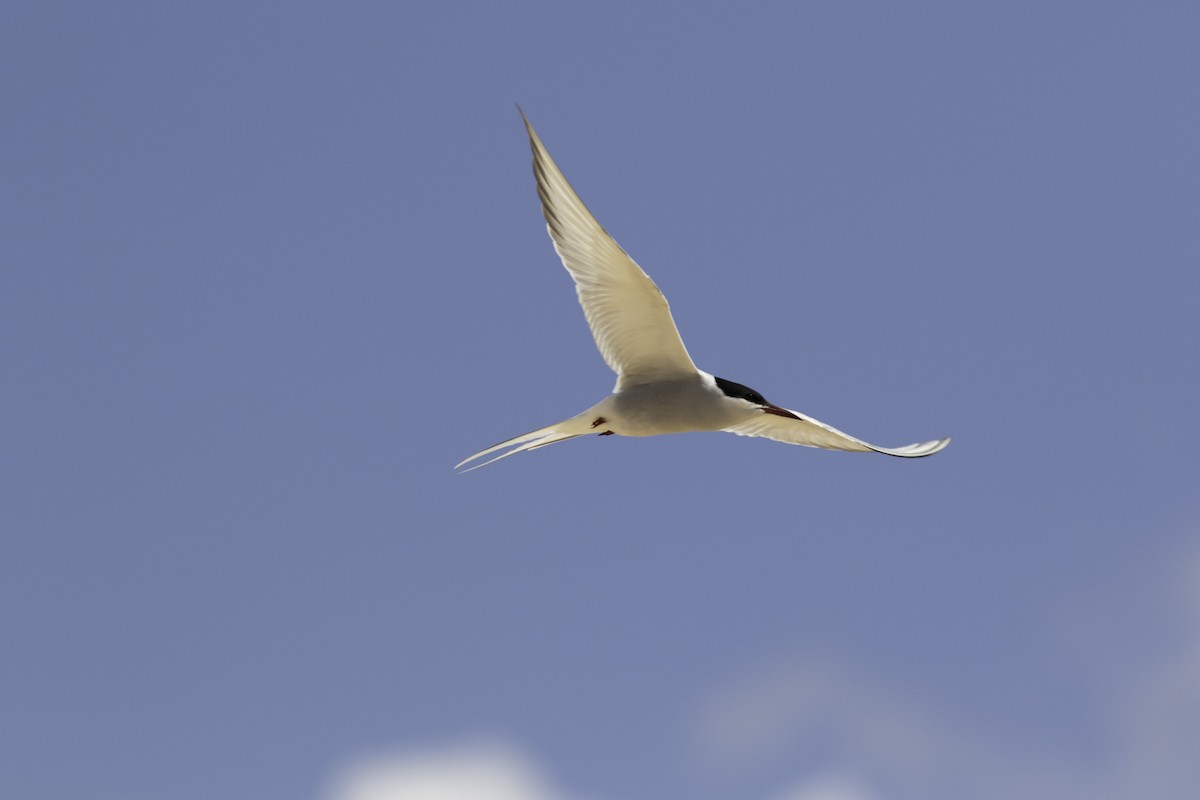 Arctic Tern - Iain Robson