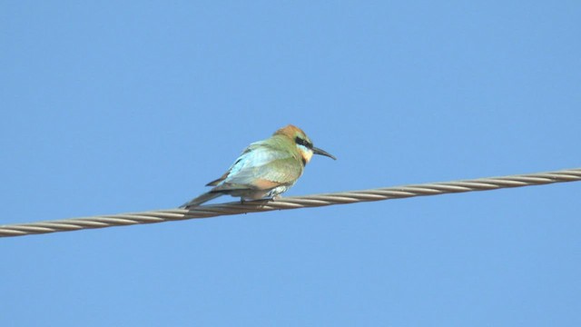 Rainbow Bee-eater - ML501895381
