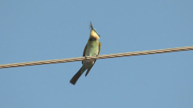 Rainbow Bee-eater - ML501895421