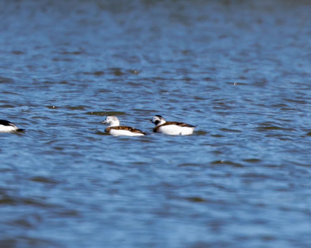 Long-tailed Duck - ML501895631