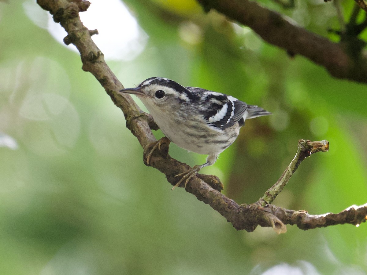 Black-and-white Warbler - ML501907691