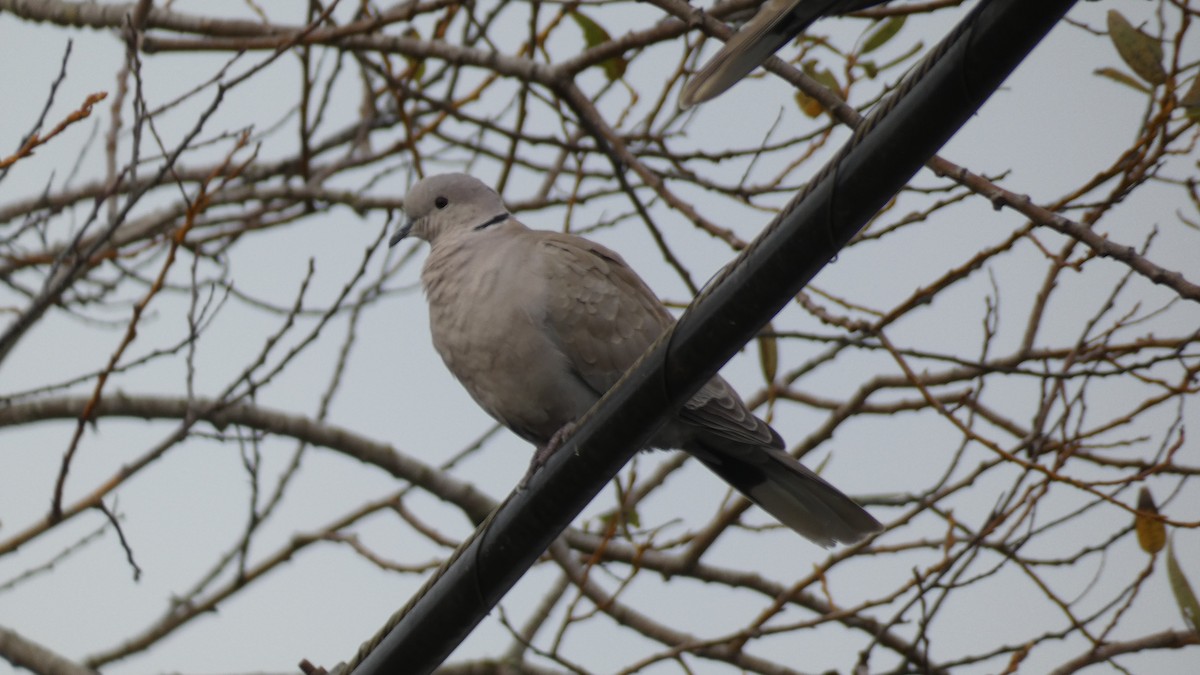 Eurasian Collared-Dove - ML501912151