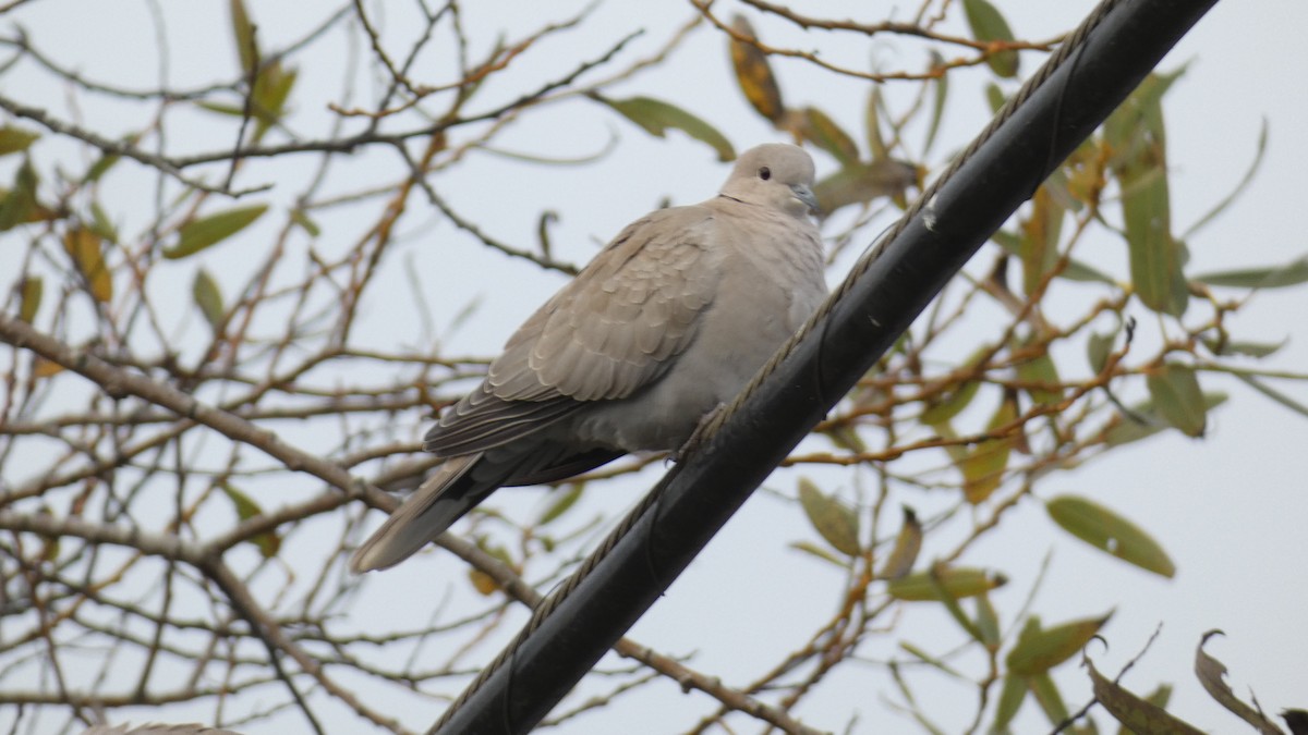 Eurasian Collared-Dove - ML501912161