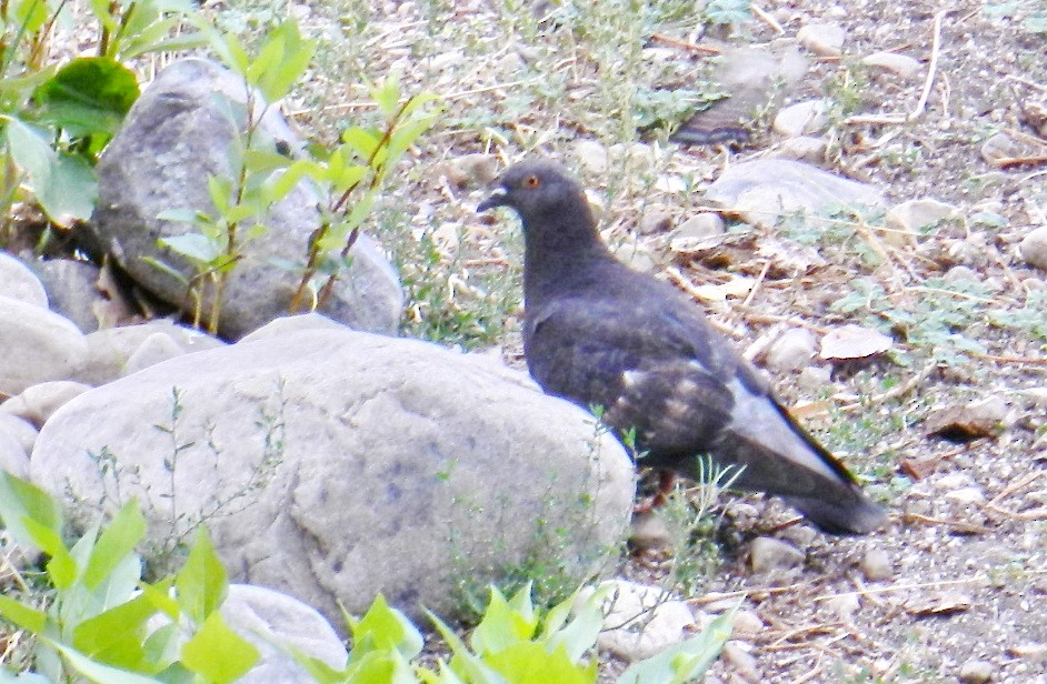 Rock Pigeon (Feral Pigeon) - ML501912191