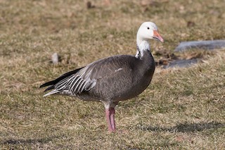 Snow Goose, ML50191291