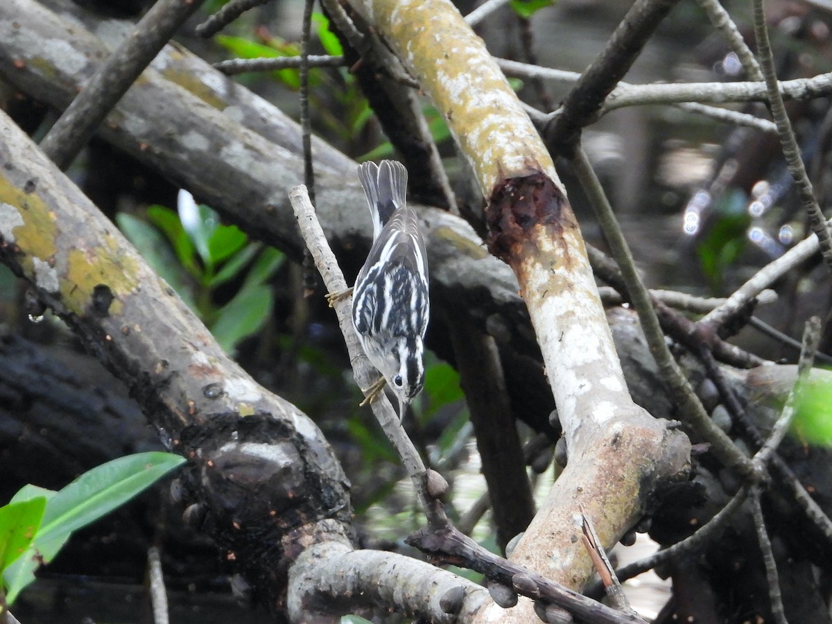 Black-and-white Warbler - ML501917491