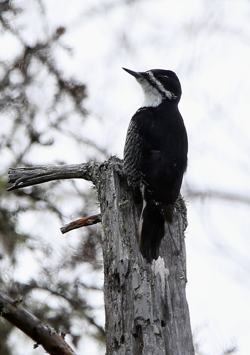 Black-backed Woodpecker - ML501923071