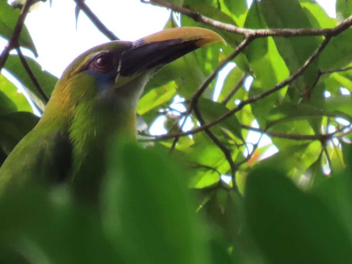 Groove-billed Toucanet - ML501924791
