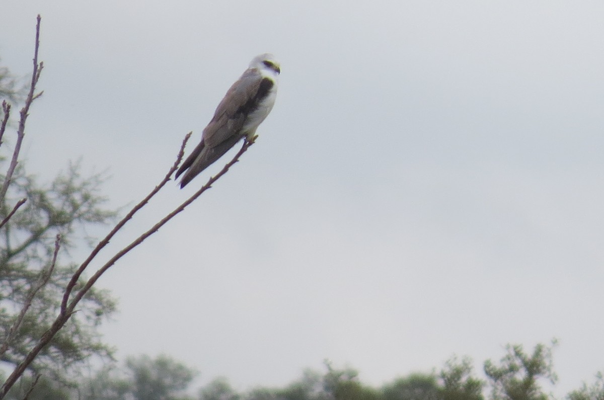 White-tailed Kite - ML50192701