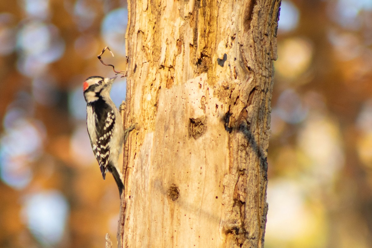 Downy Woodpecker - Isaac Morris