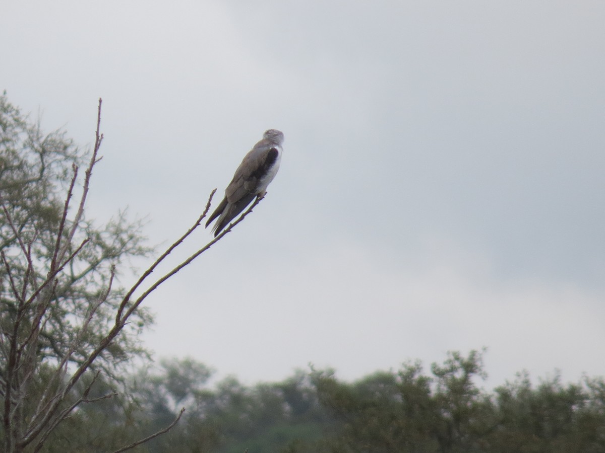 White-tailed Kite - J Berner