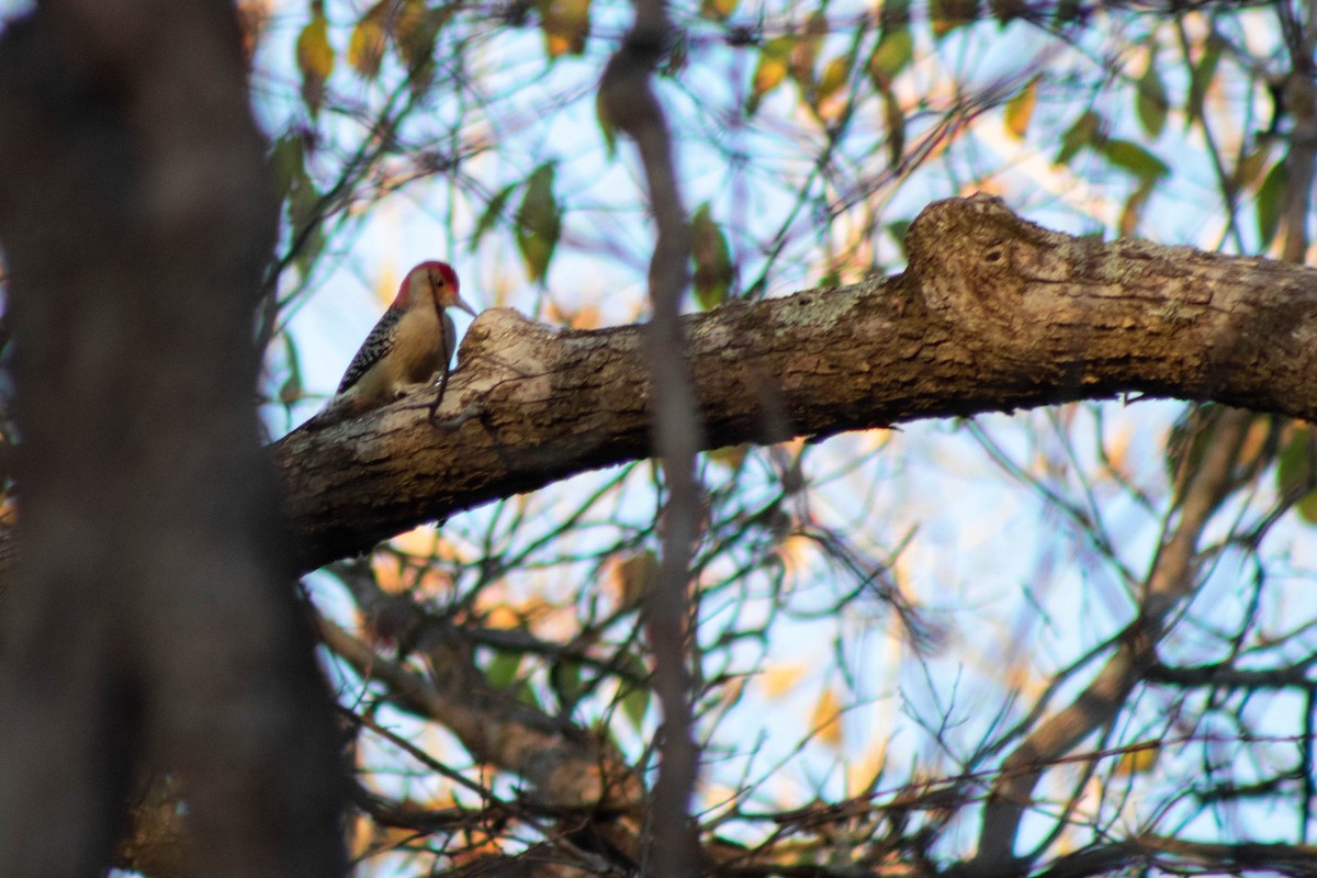 Red-bellied Woodpecker - Isaac Morris