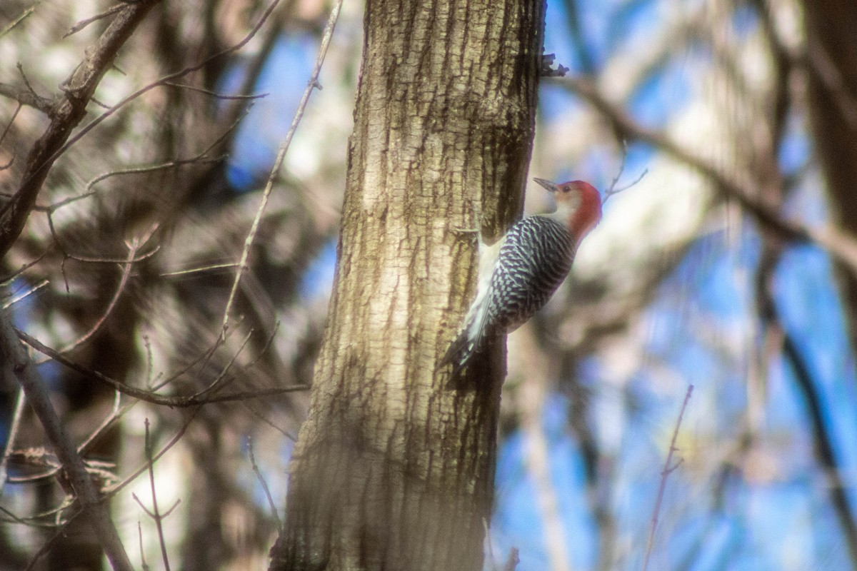 Red-bellied Woodpecker - ML501927451