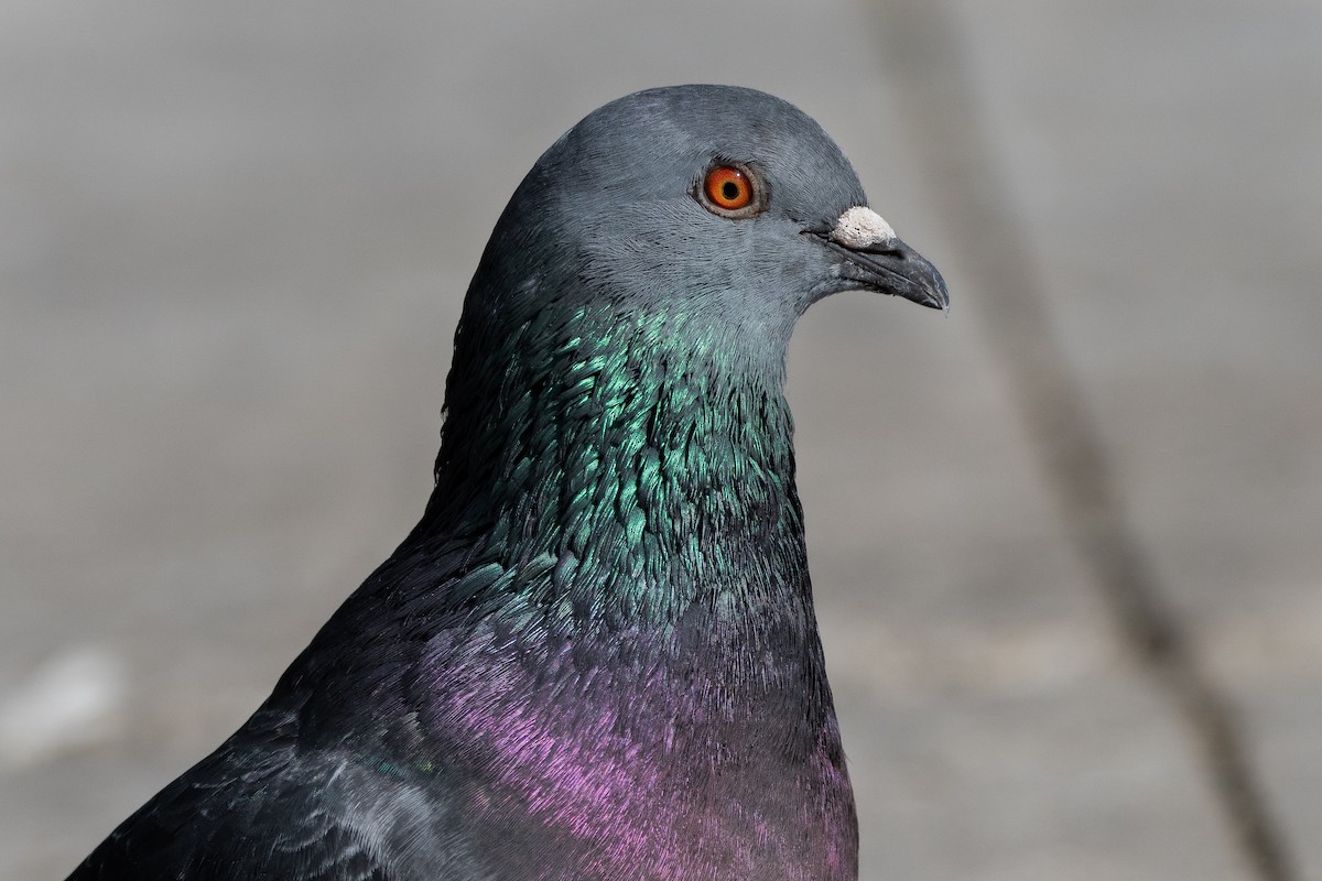 Rock Pigeon (Feral Pigeon) - ML501939991
