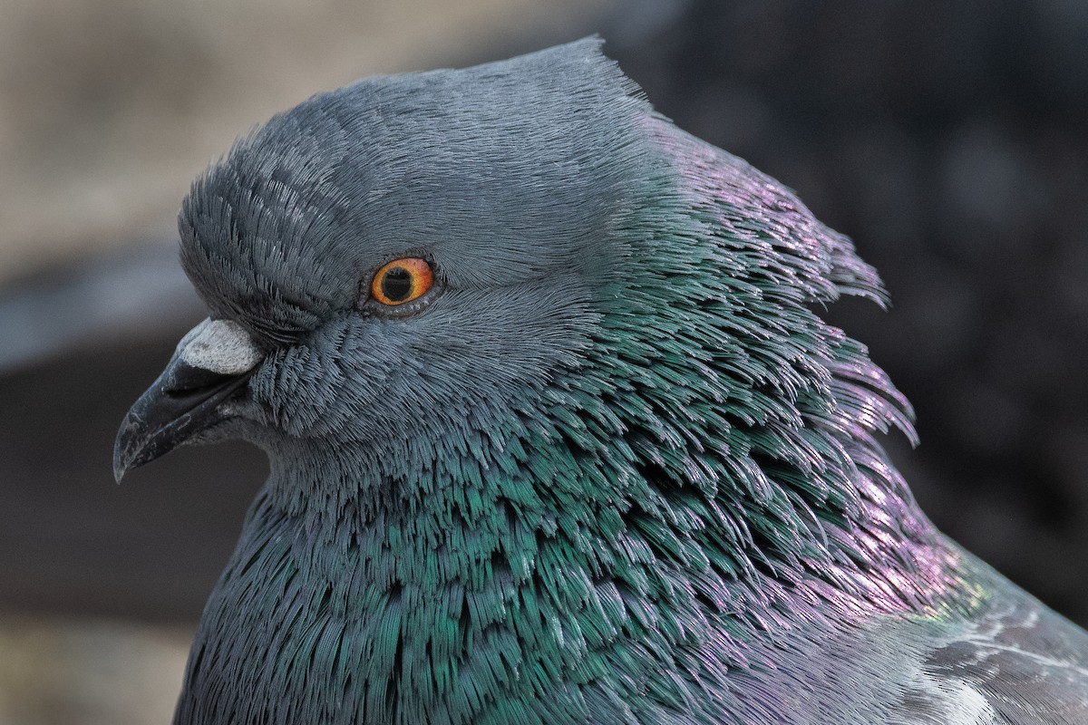 Rock Pigeon (Feral Pigeon) - ML501940031