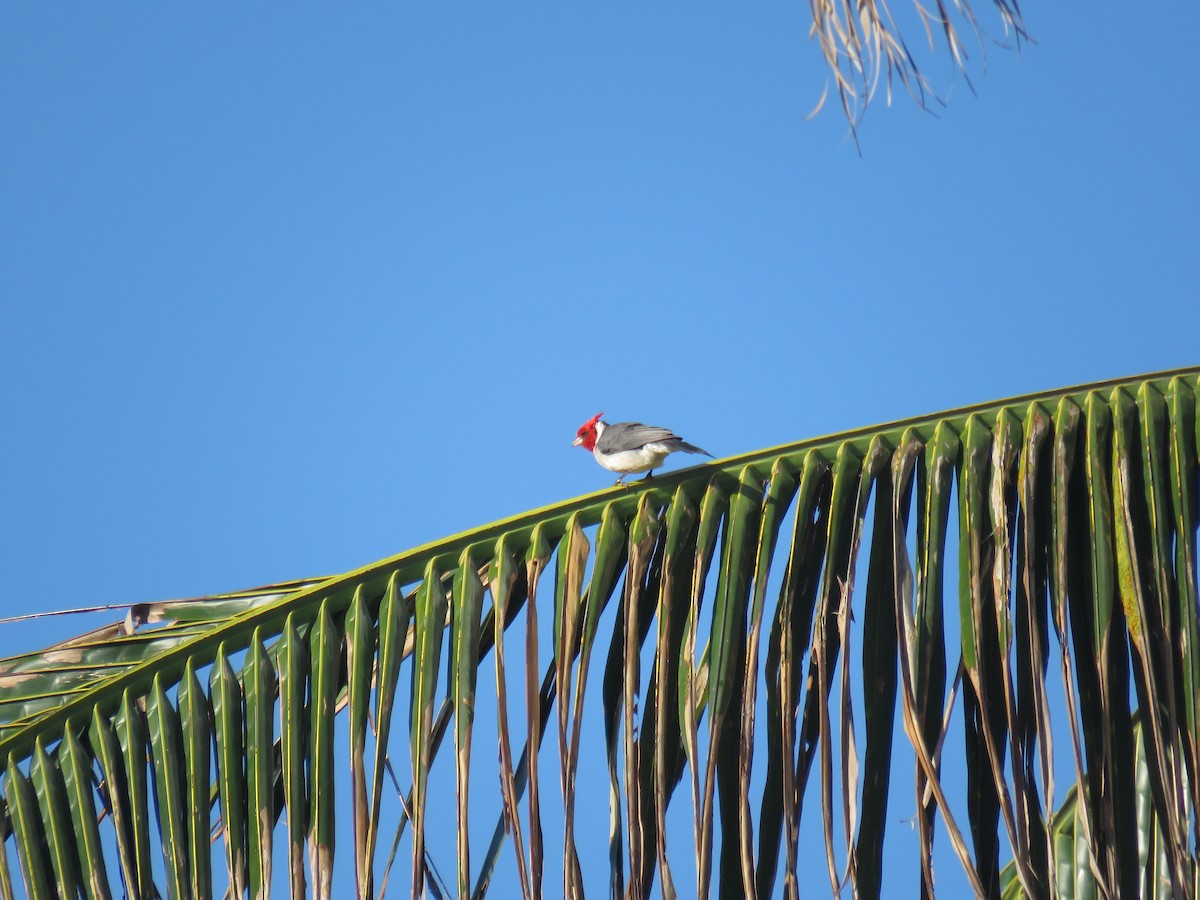 Red-crested Cardinal - Peggy Horton