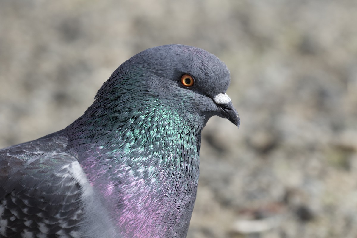 Rock Pigeon (Feral Pigeon) - ML501945581