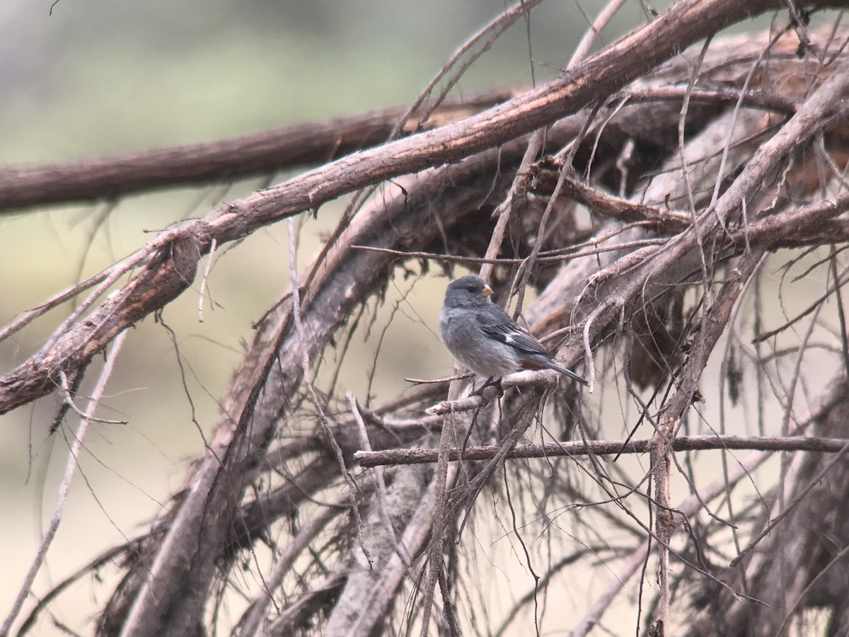 Band-tailed Seedeater - ML501946641