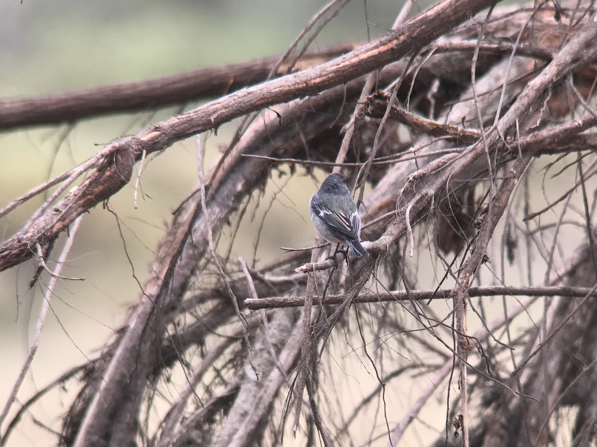 Band-tailed Seedeater - ML501946661