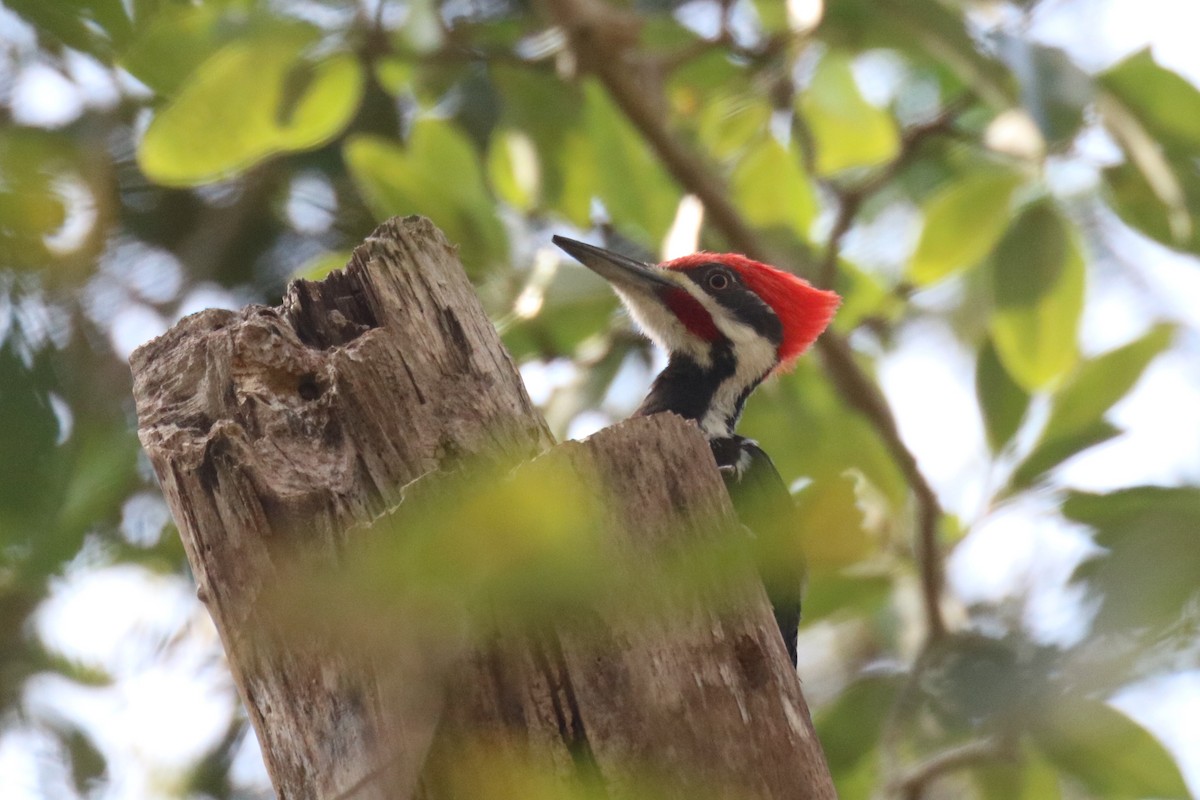 Pileated Woodpecker - Andrew E and Rebecca A Steinmann