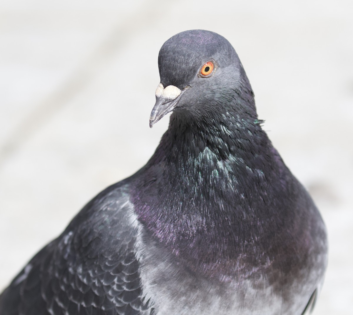 Rock Pigeon (Feral Pigeon) - Otto Mayer
