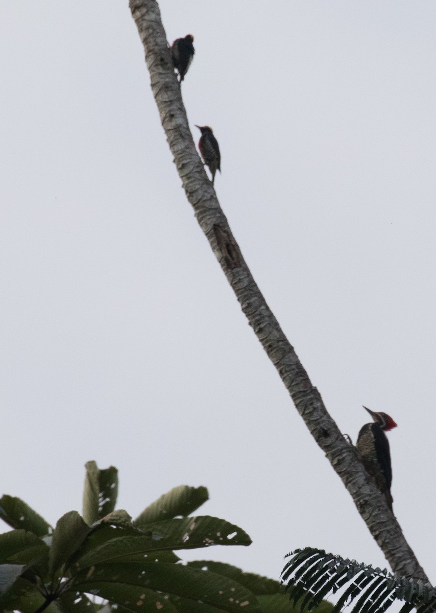 Yellow-tufted Woodpecker - PATRICK BEN SOUSSAN