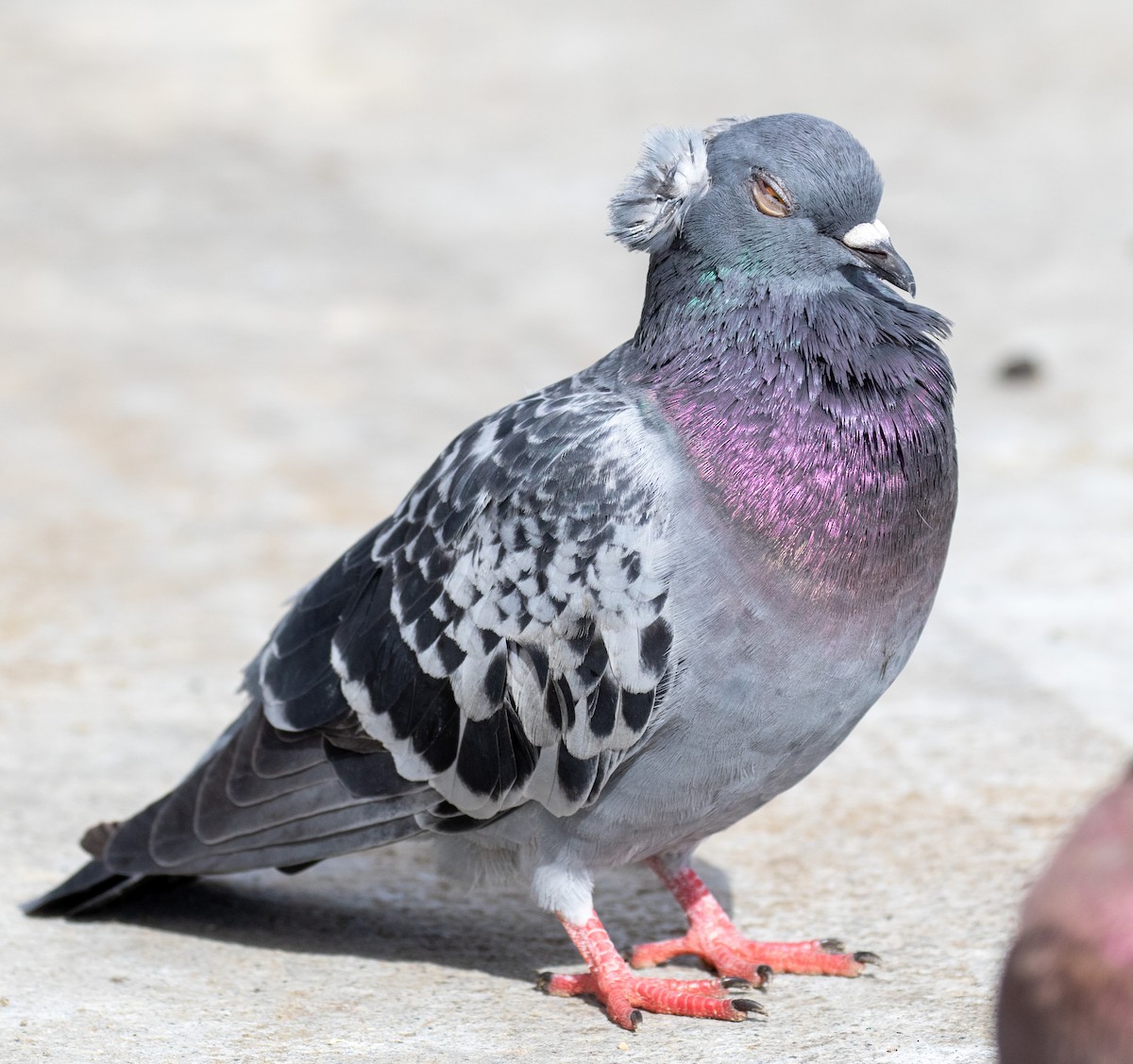 Rock Pigeon (Feral Pigeon) - ML501947501