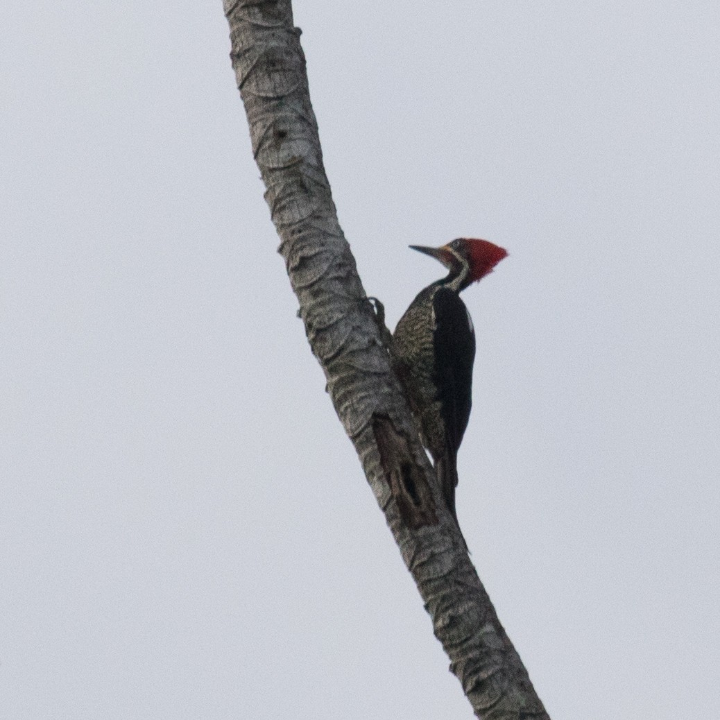 Lineated Woodpecker - PATRICK BEN SOUSSAN