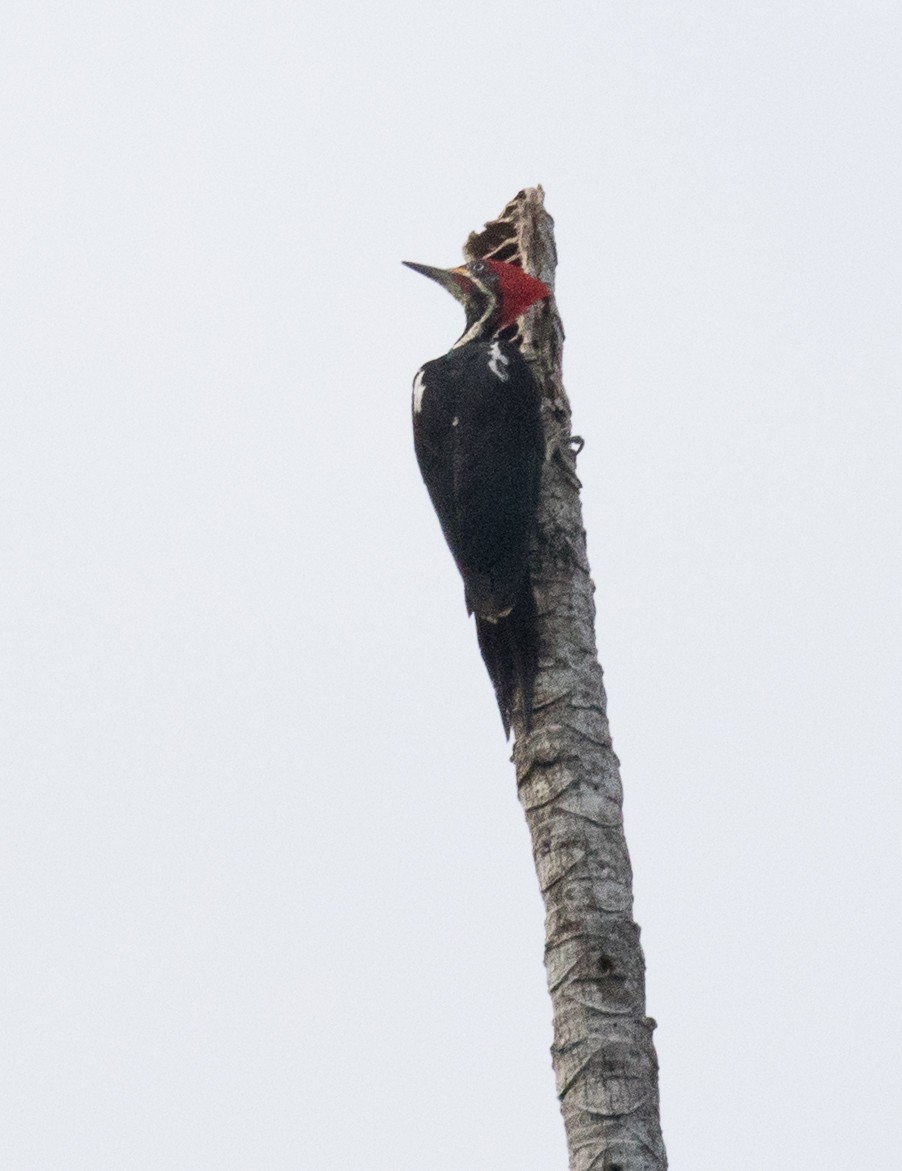Lineated Woodpecker - ML501947701