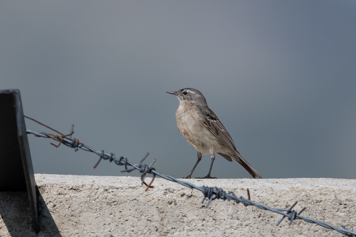 Water Pipit - ML501947991