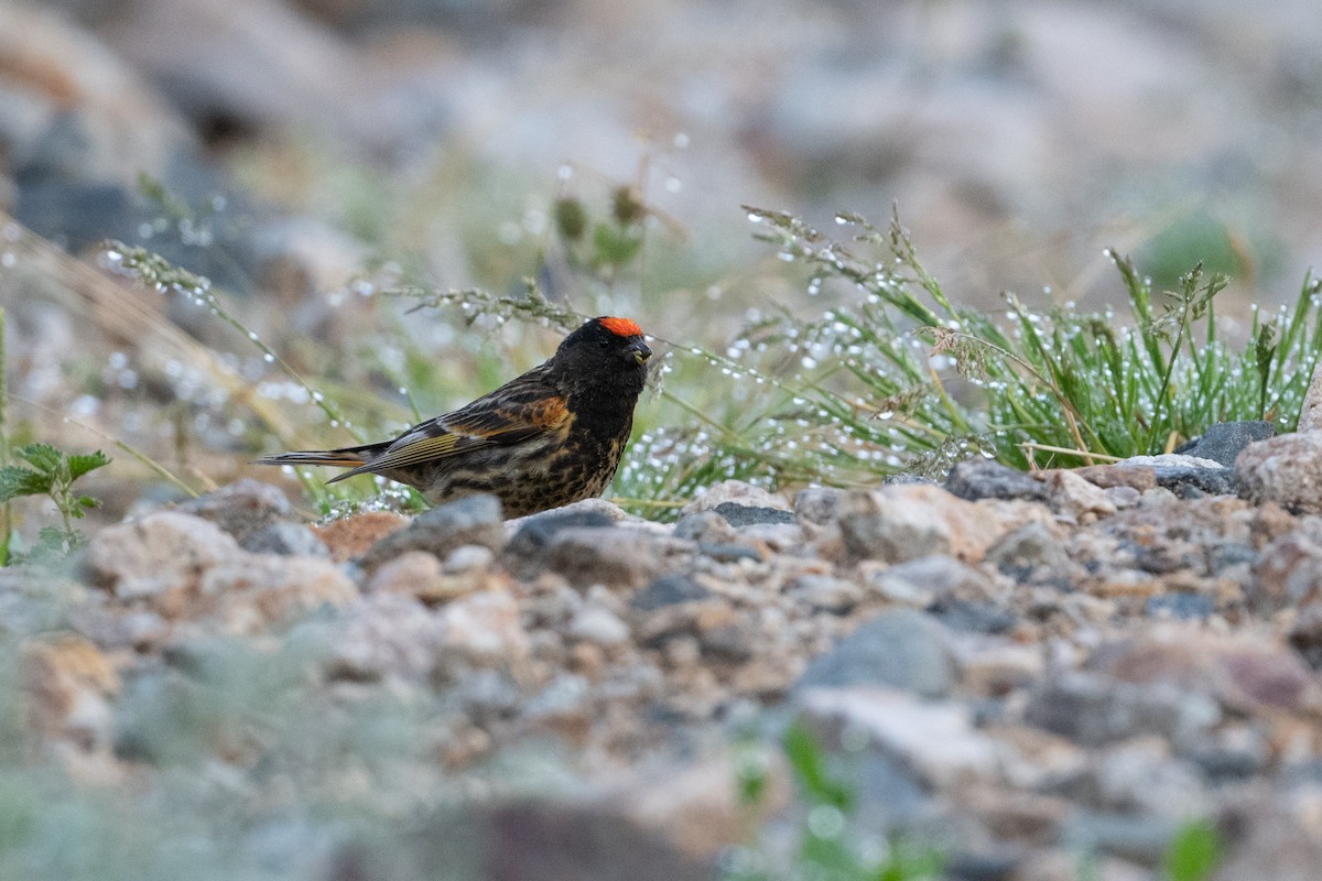 Fire-fronted Serin - ML501948021