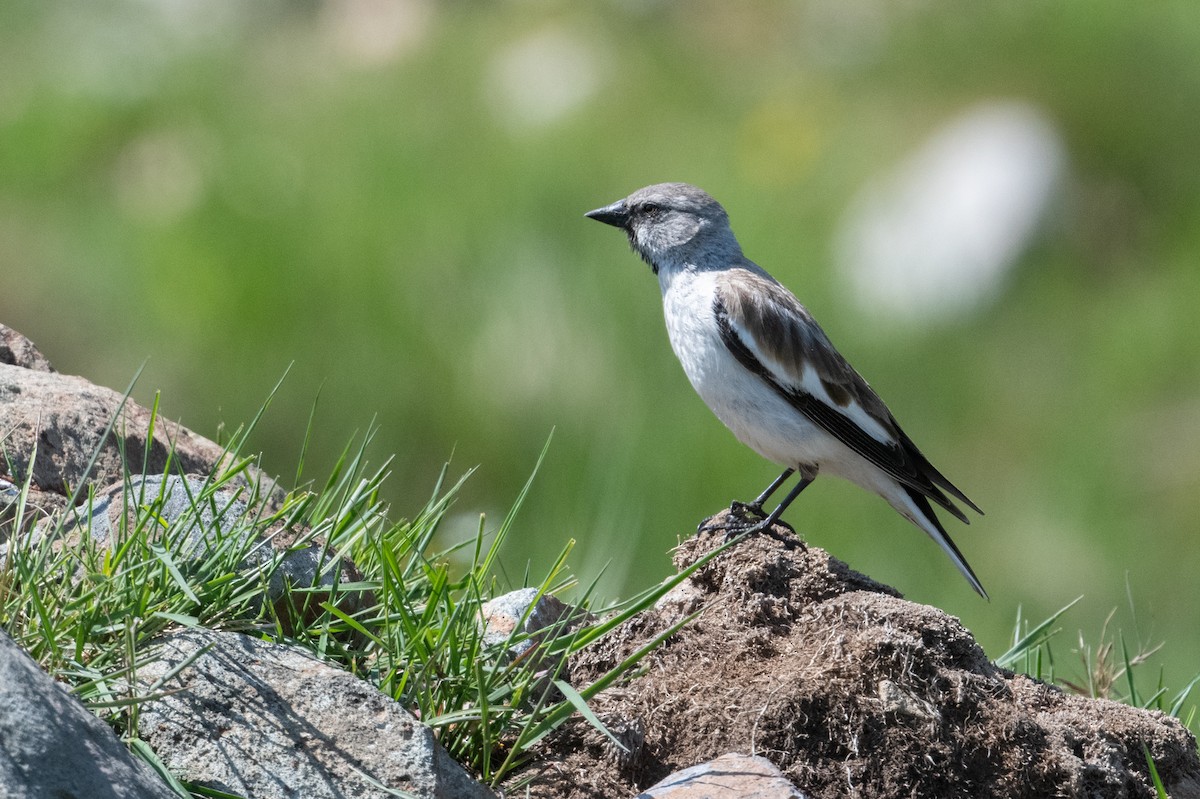 White-winged Snowfinch - ML501948821