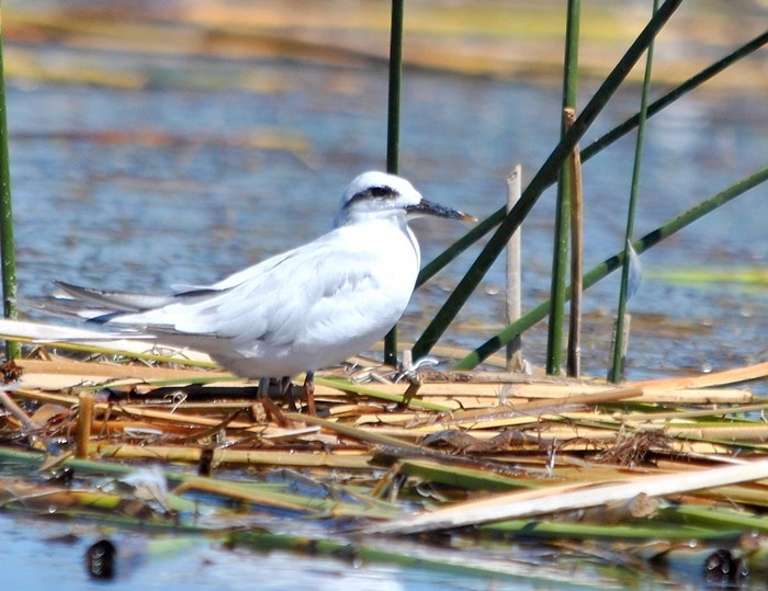 Snowy-crowned Tern - Julián Tocce