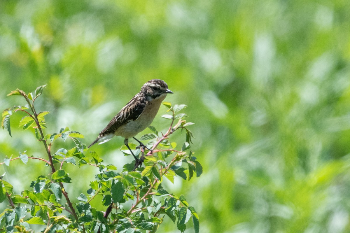 Whinchat - ML501949021