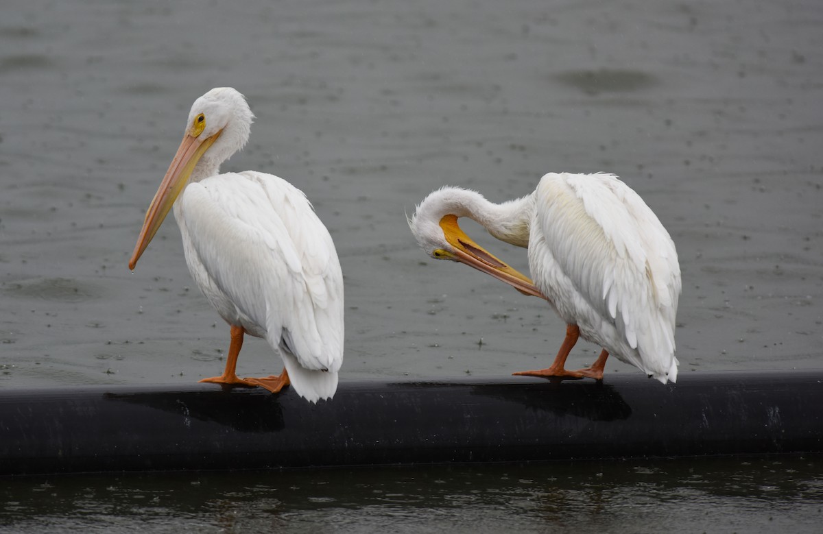 American White Pelican - Mike Charest