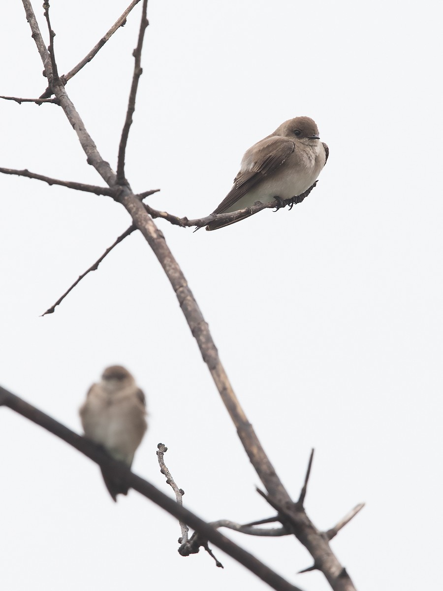 Northern Rough-winged Swallow - ML50195651