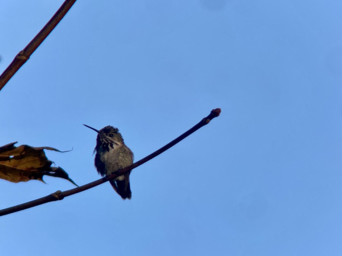 Calliope Hummingbird - ML501956651