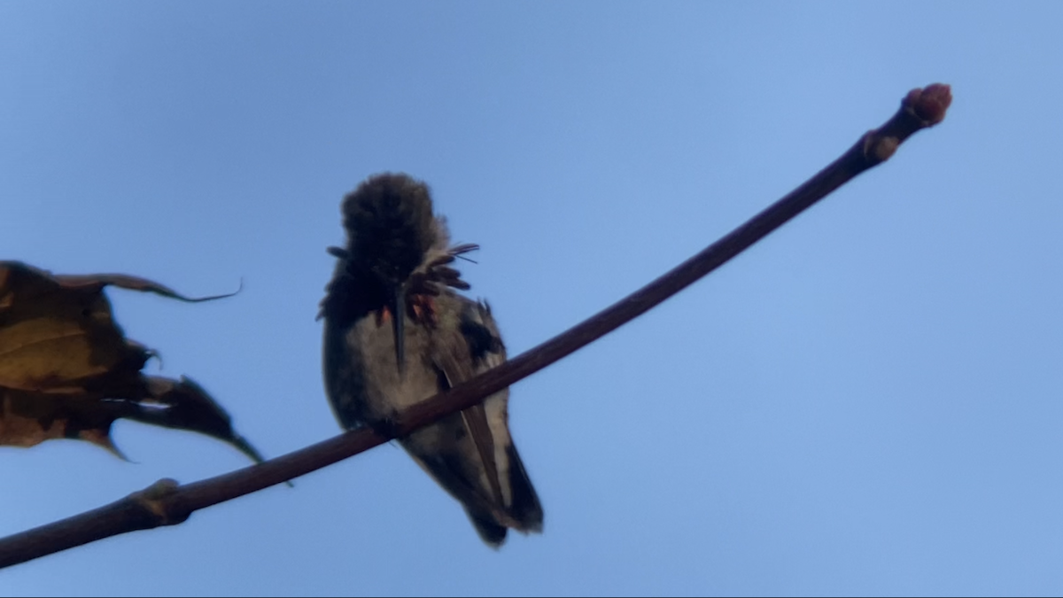 Calliope Hummingbird - ML501956661
