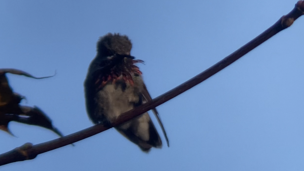 Calliope Hummingbird - ML501956681