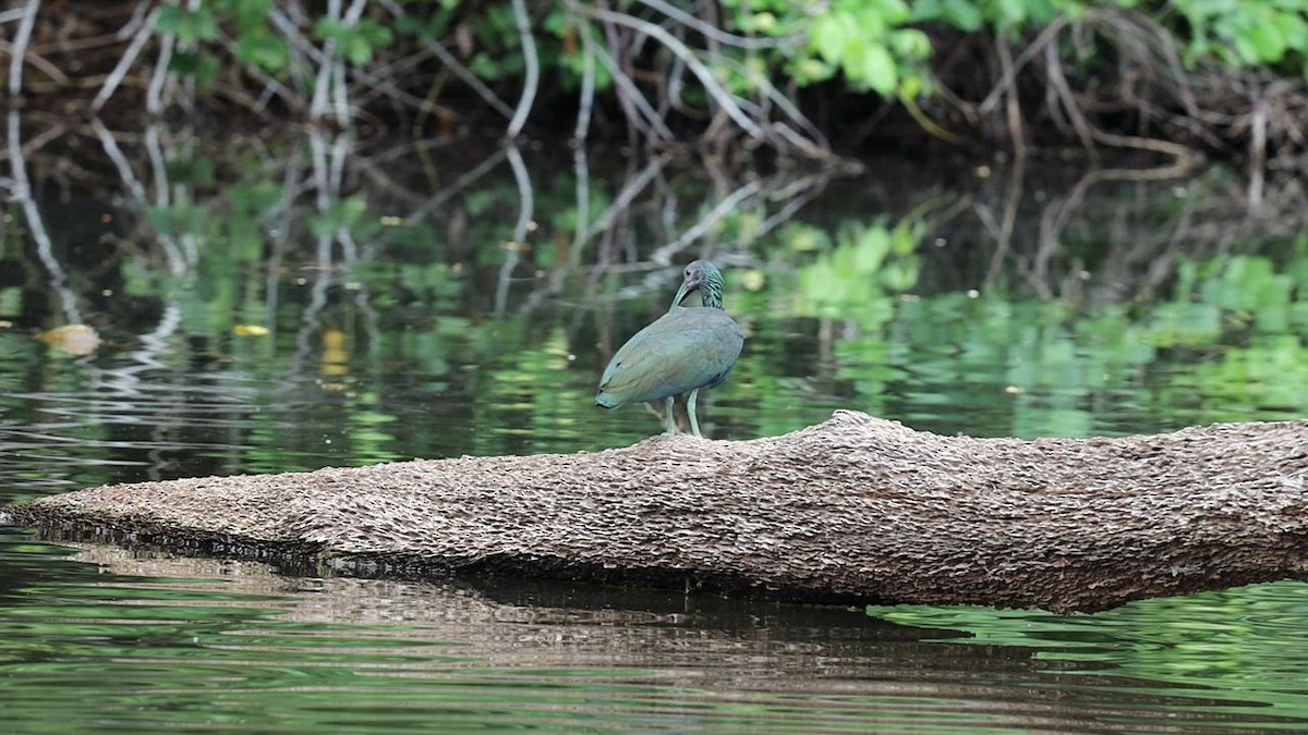 EBird Checklist 7 Oct 2022 Cocha Salvador 46 Species