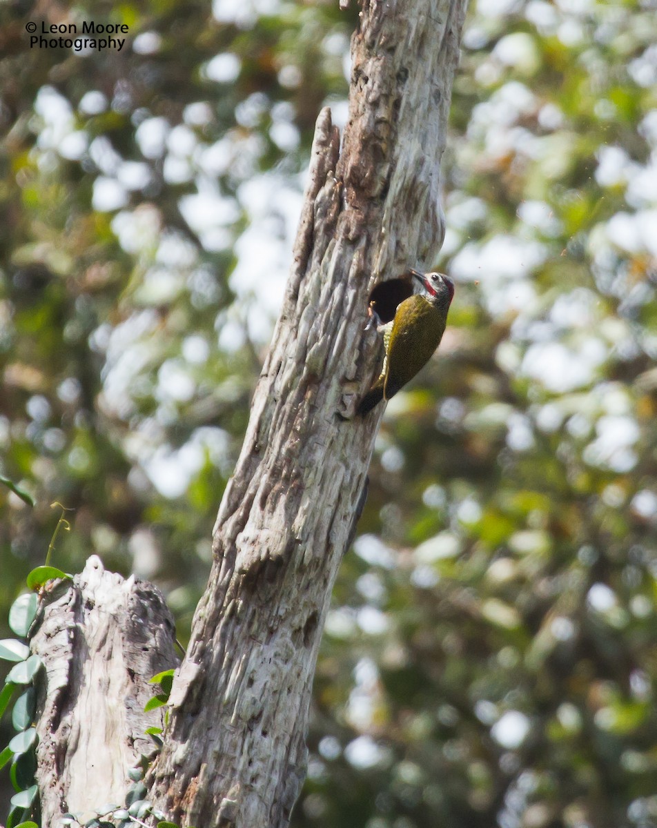 Golden-olive Woodpecker - Leon Moore
