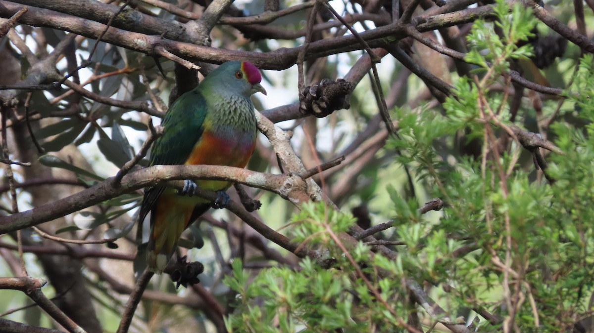 Rose-crowned Fruit-Dove - ML501970681