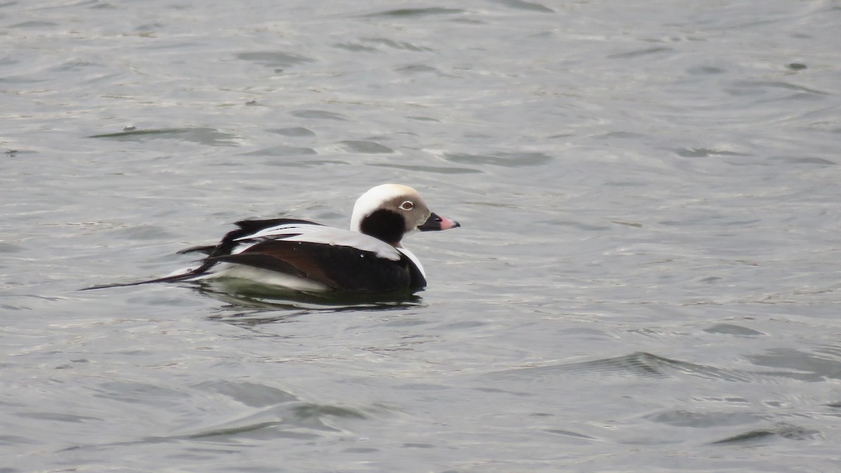 Long-tailed Duck - ML501971471