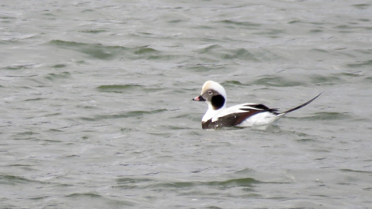 Long-tailed Duck - ML501971711